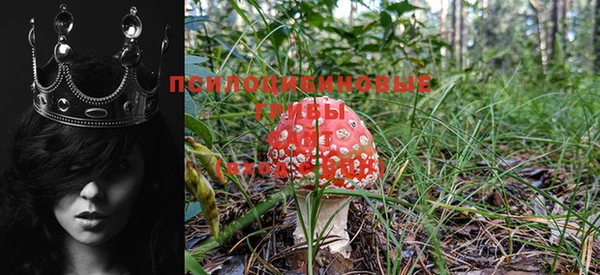 PSILOCYBIN Нефтегорск